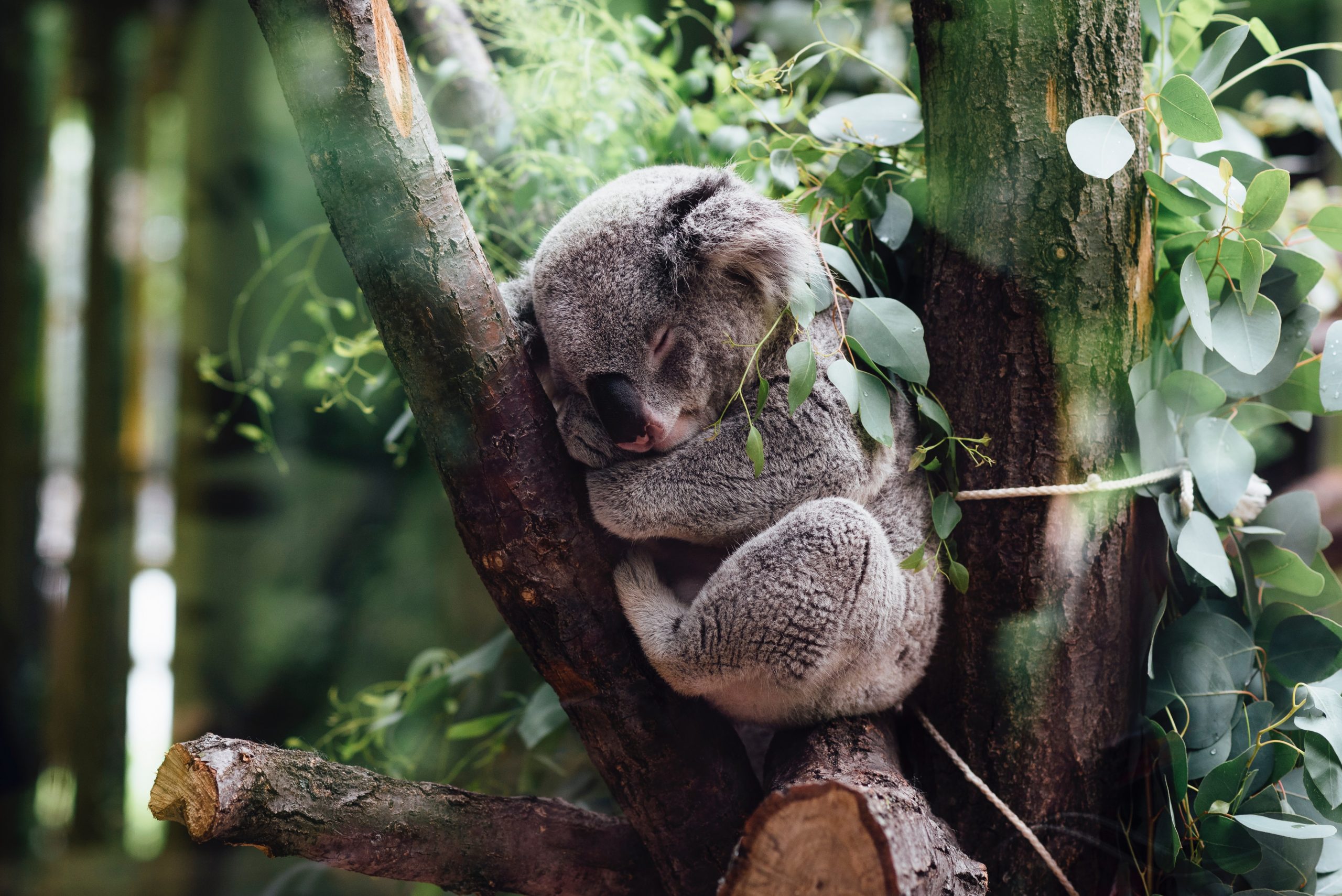 Pay a visit to Jirrahlinga Koala and Wildlife Sanctuary
