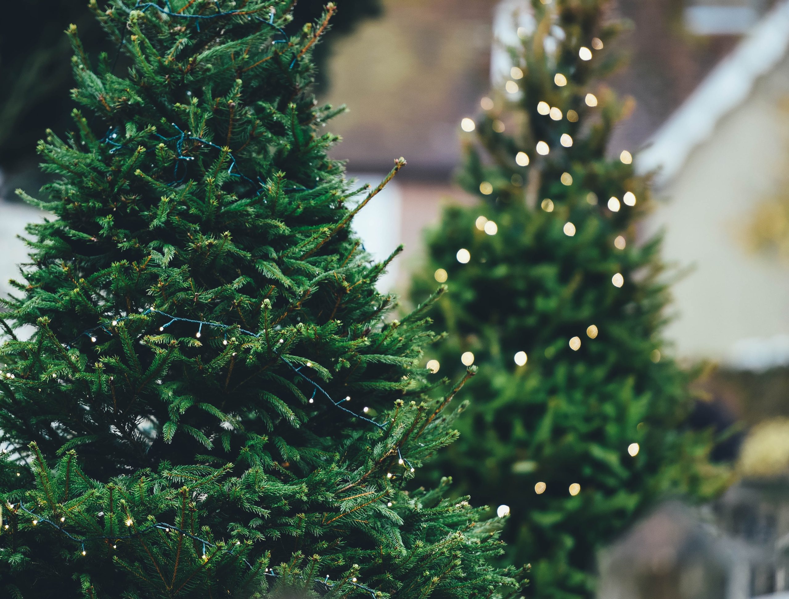Get lost in the Festival of Christmas Trees wonderland